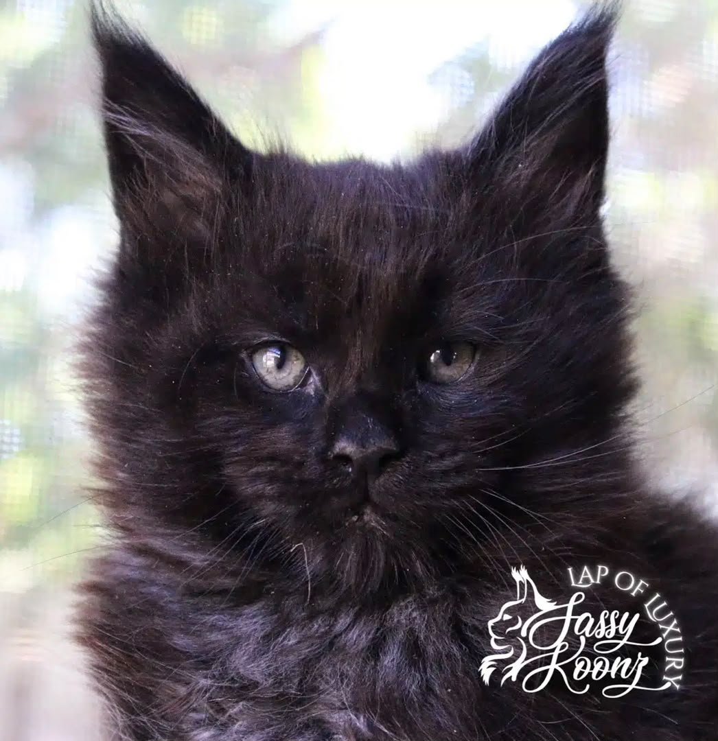 One of our kittens settling into his new home