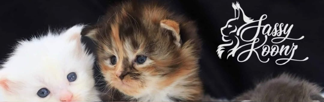 Maine Coon Kittens for Adoption