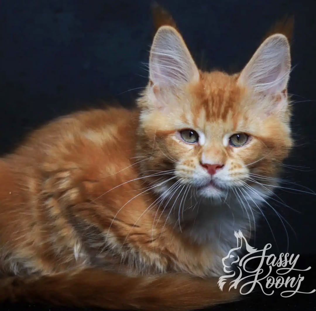 Our retired king, the father of many of our kittens