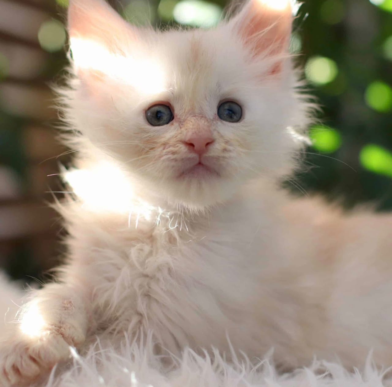 One of our kittens