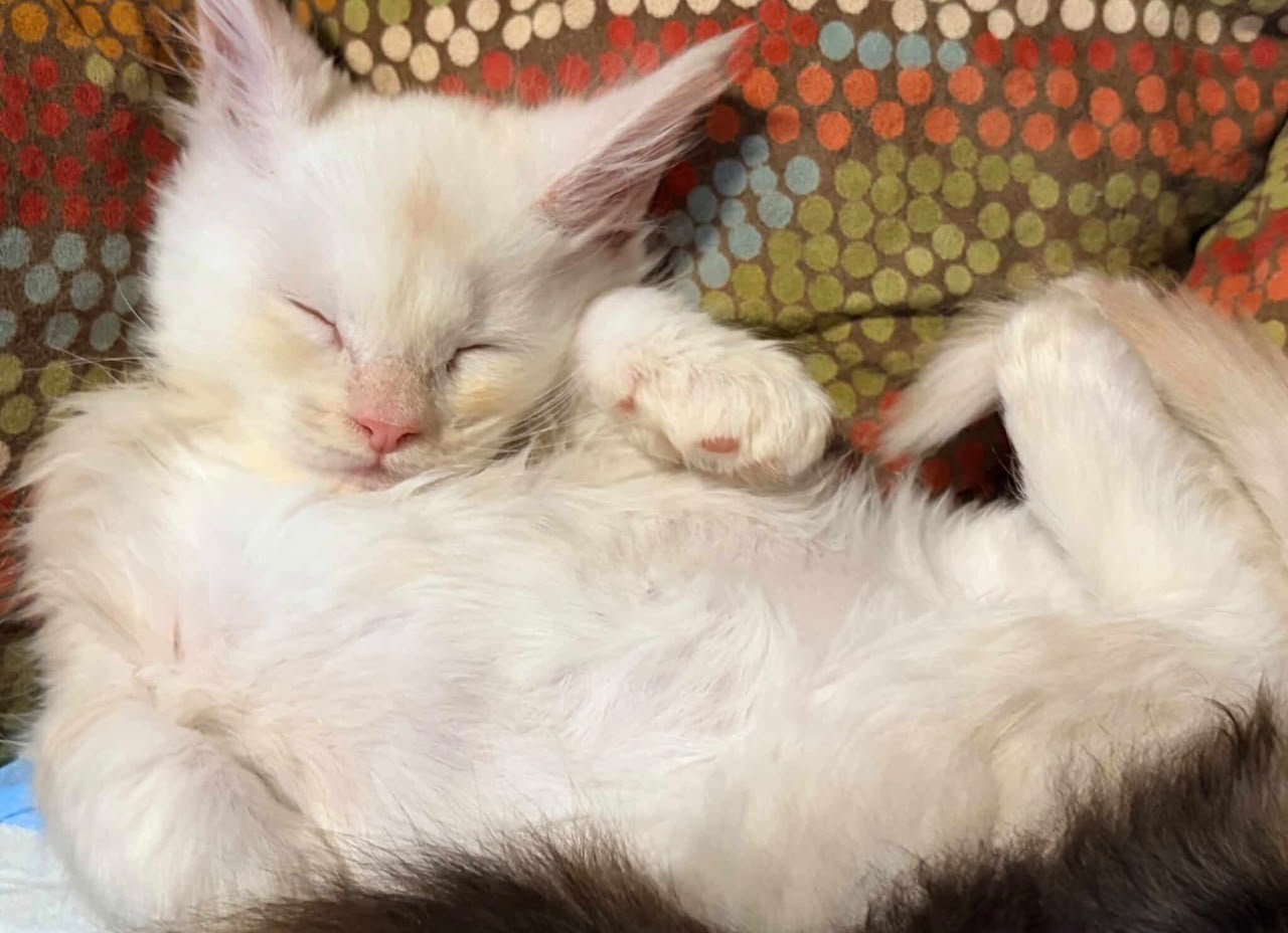Video of Ablues Maine Coon Cattery Maine Coon Kittens