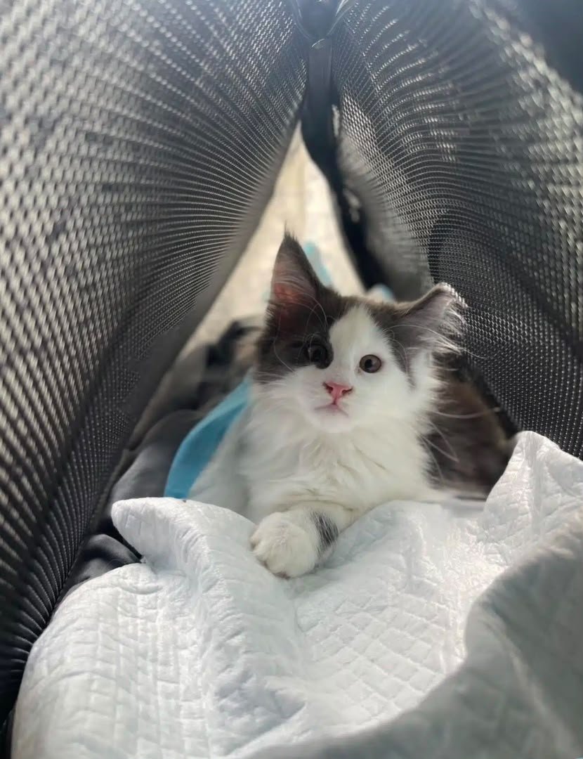 A comfortable carrier for the journey