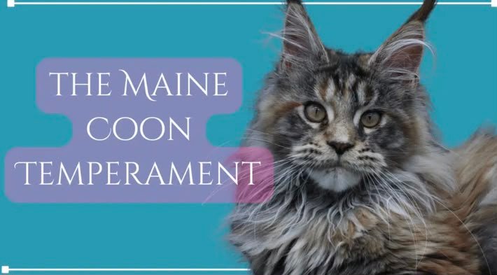 Maine Coon Temperament: The "Dog of the Cat World"