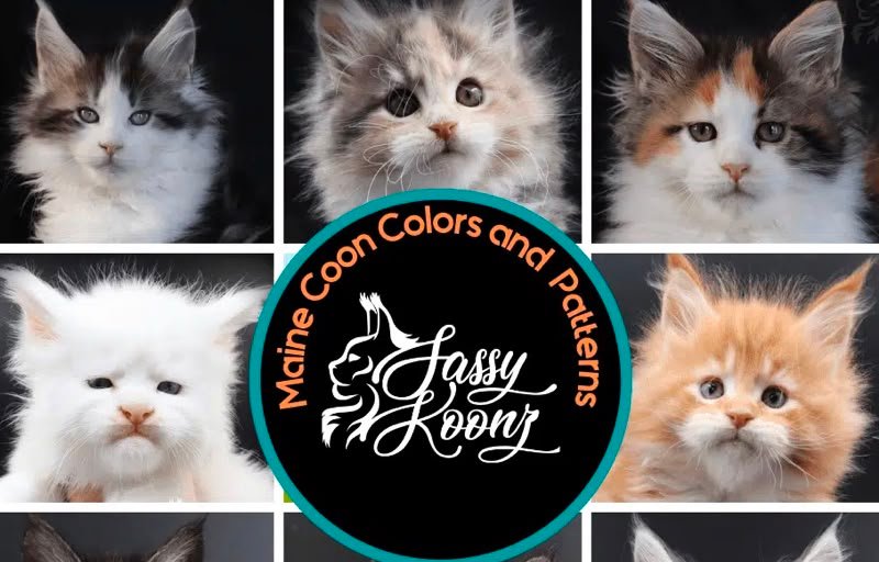 Maine Coon Colors and Patterns: A Photo Guide