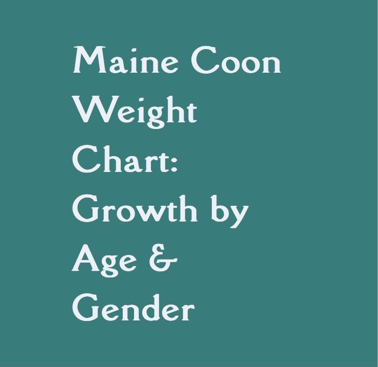 Maine Coon Size Chart: How Big Will My Maine Coon Get?