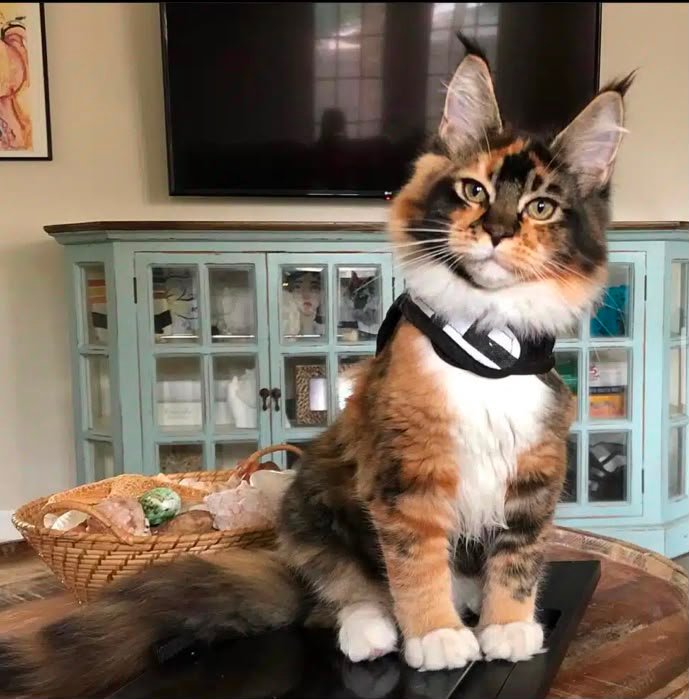 A well-mannered kitten