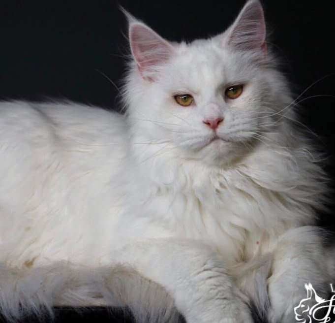 White adult