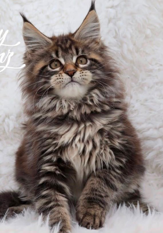 Brown Tabby kitten
