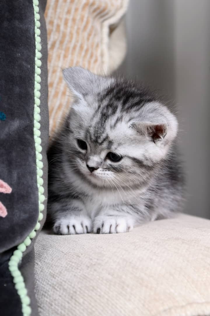 Silver Tabby kitten