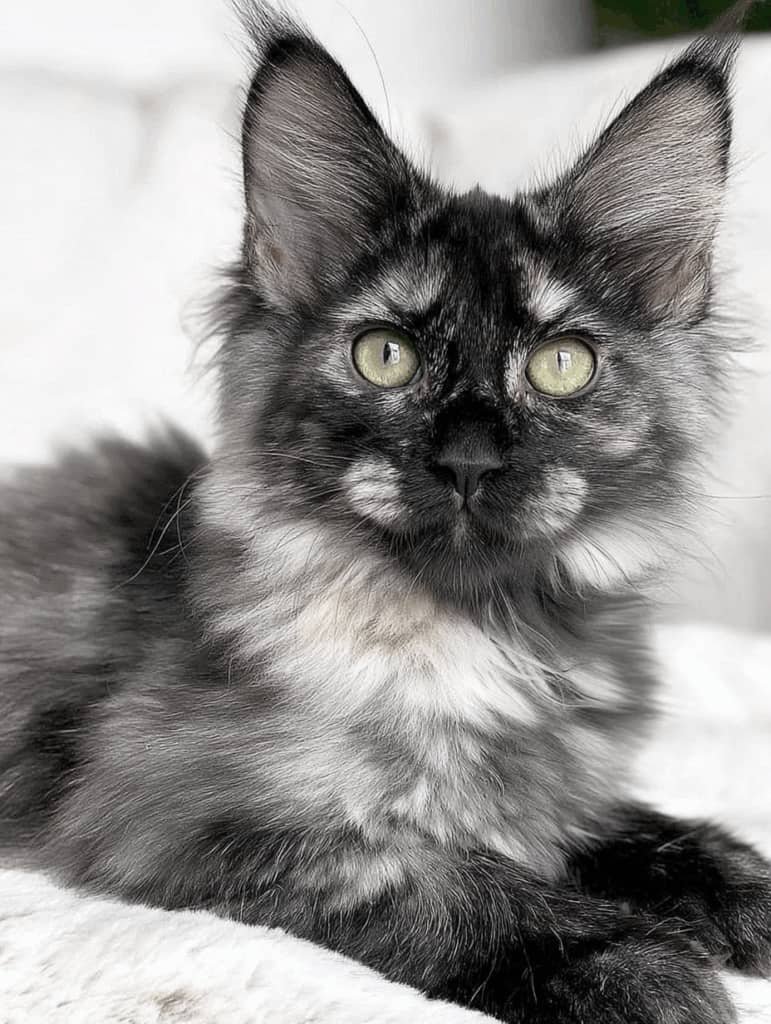 Black Smoke kitten