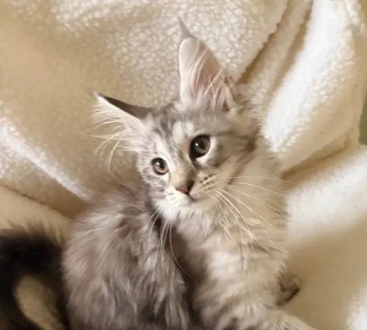 Cream Smoke kitten