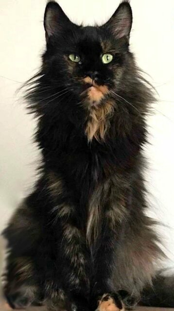 Black Tortie adult