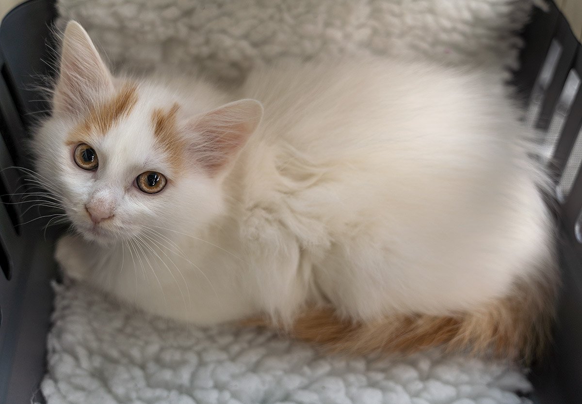Van kitten