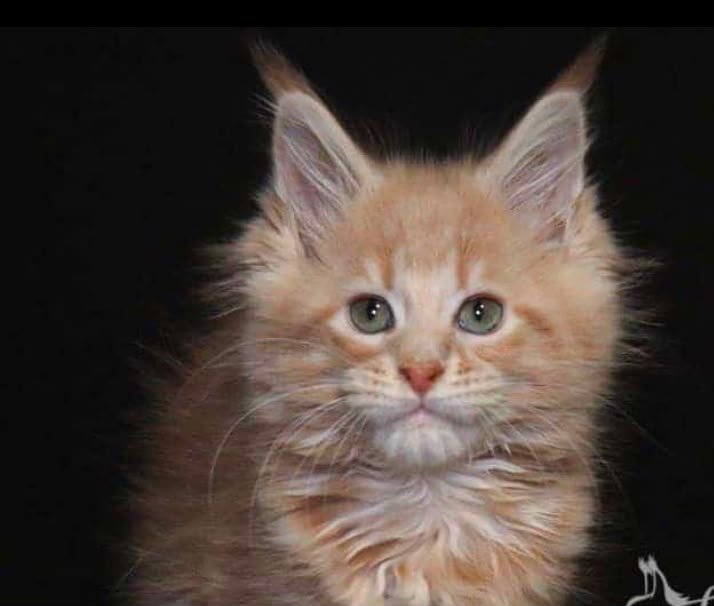 Cream kitten
