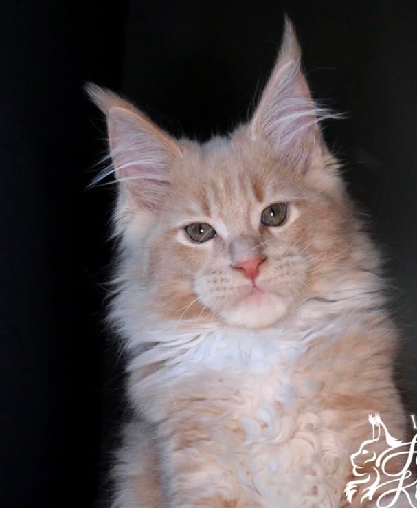 Cream adult