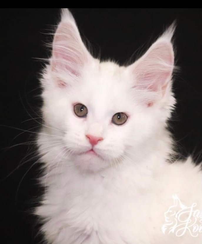 White kitten