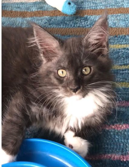 I highly recommend Ablues Maine Coon Cattery to anyone looks for a new family member