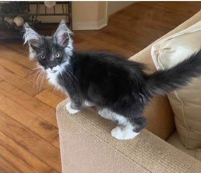 I would highly recommend Ablues Maine Coon Cattery for your next kitten