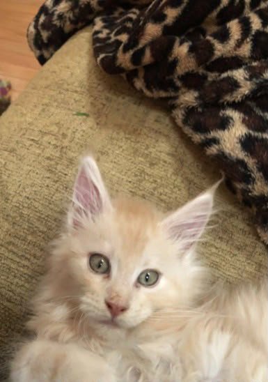 Jett aka Bam Bam