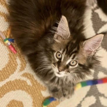 Clover - aka Stella