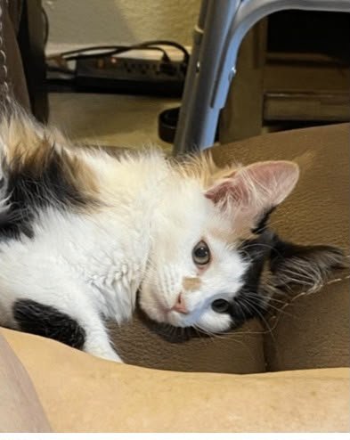 Melania -Pretty Calico Girl